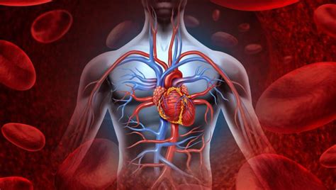 kahramanmaraş kalp damar cerrahisi doktorları